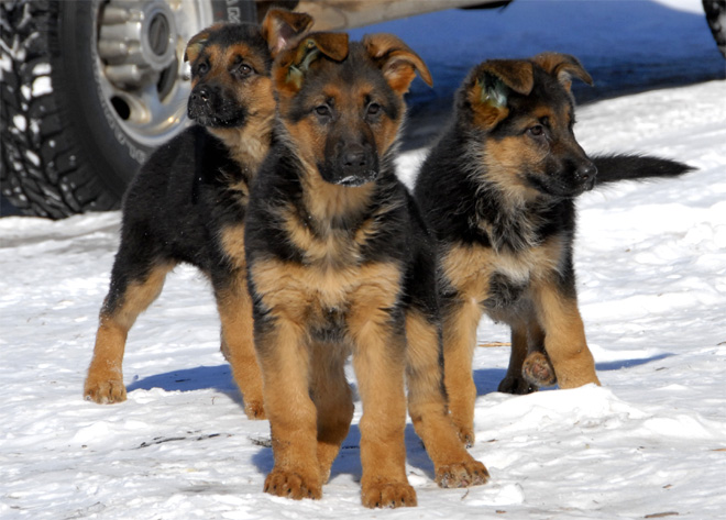 Get king german shepherd puppies white