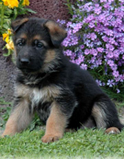 Quasso puppy