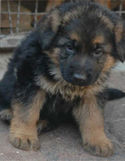 Wuenn Pup 2006