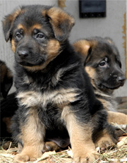 German Shepherd Puppies - Janara and Zorro 2007