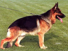Rikkor von Bad-Boll