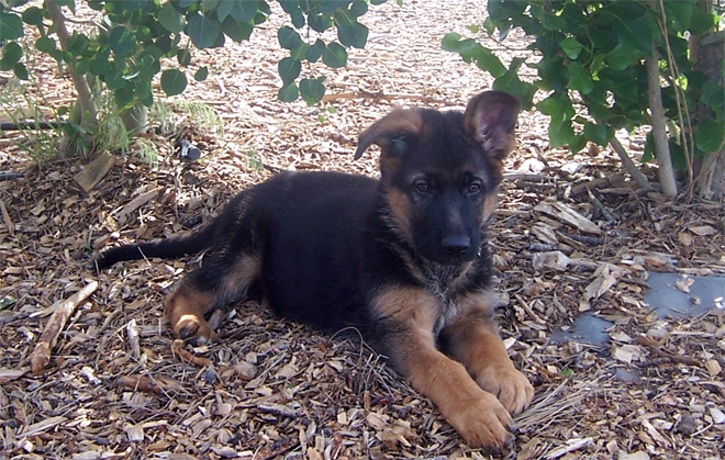 RUSTY 2006