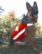 Gunbil puppy - Sambo and Benda litter