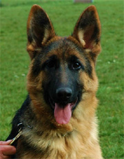 Sandy at 5 month old