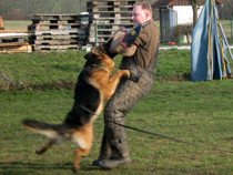 Schutzhund Dog Training