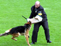Bite Work Training