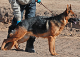 Senta