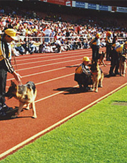 dog with other dogs