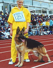 Dog Show - Best method is to teach your dog to ignore other dogs.