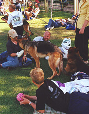 Dog in Park