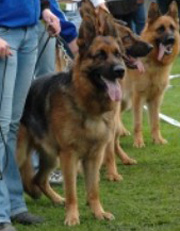 GSD