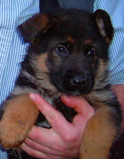 Tor Male Puppy