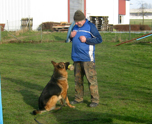 dog training