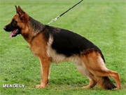 Xadro von Streek (SG10/2006)