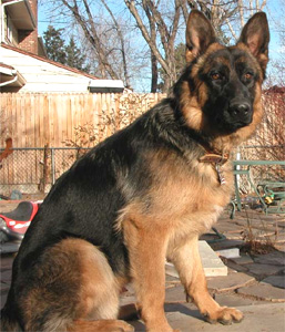 Kooper: Progeny of (Samobo/Benda)