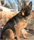 Yasko (Benda x Sambo)