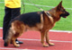 Zamp - 2005