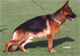 Zamp 2004