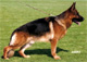Zamp 2006