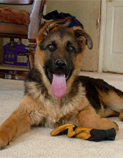 Zorro home