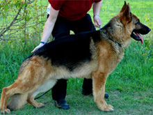 Zorro vom Suentelstein - Click for profile