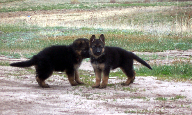 ZORRO AND COOKIE PUPPIES 2006