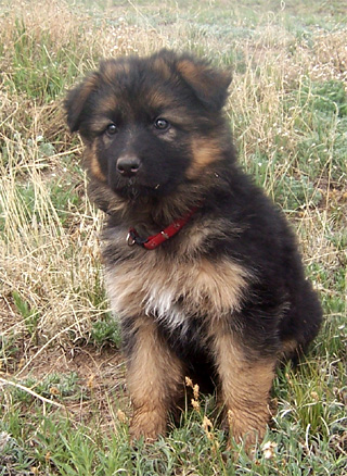 Female Puppy: Owner Dallas