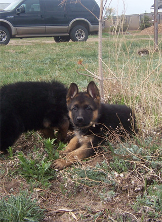 Female Puppy Owner: John