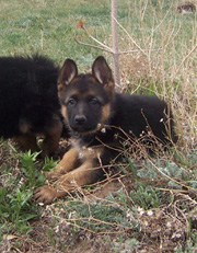 Puppy - Zorro and Carbik