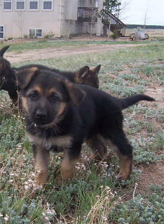 Female Puppy: Owner Theresa