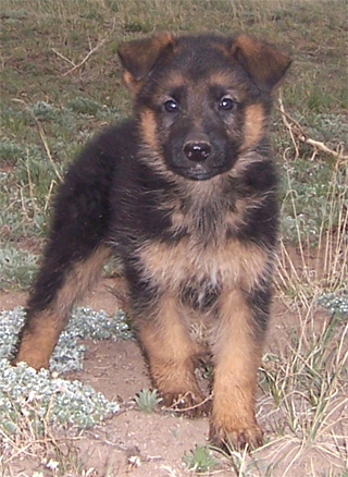 Male  puppy (Omar) Owner: LeAnn