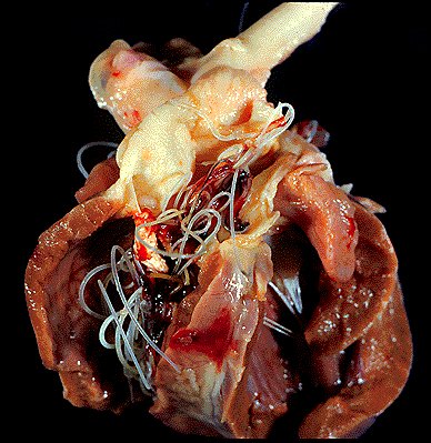 Canine Heartworm Disease Heartworm Disease