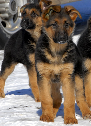 Puppies  Adoption on Lovely Pets  German Shepherd Puppies For Adoption   Gp03