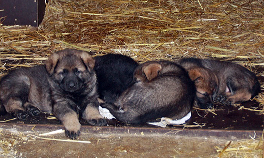 Working line German shepherd puppies