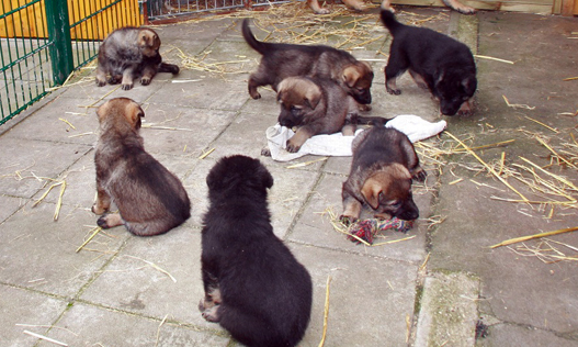 Working line German shepherd puppies