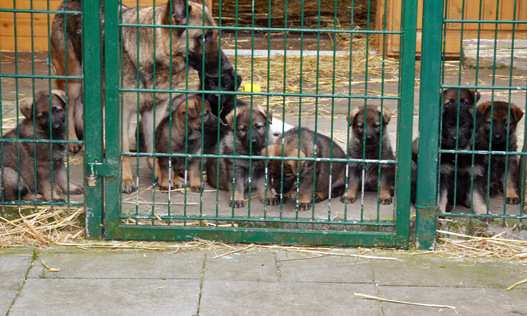 Working line German shepherd puppies