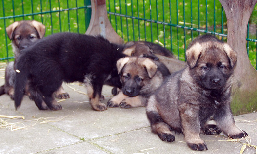 German shepherd sable puppies