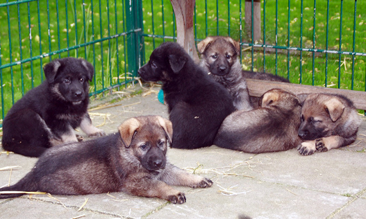 Working line puppies