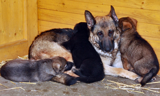 German shepherd working line puppies