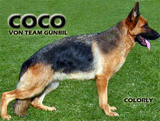 Coco von Team Gunbil