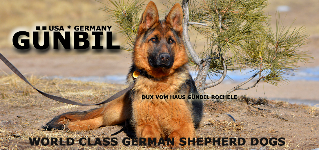 German shepherd Import Puppies