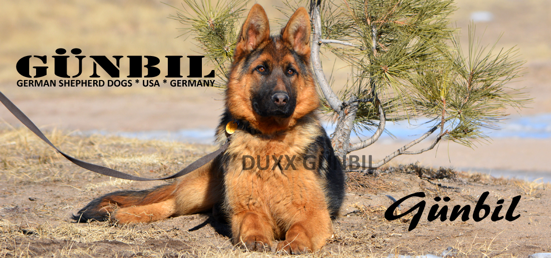 German shepherd Import Puppies