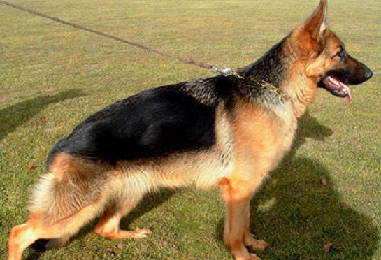 back german shepherd puppies for sale german shepherd puppies for sale back german shepherd puppies for sale german shepherd puppies for sale
