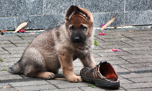 Working line German shepherd puppies