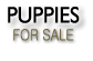 German Shepherd puppies For Sale