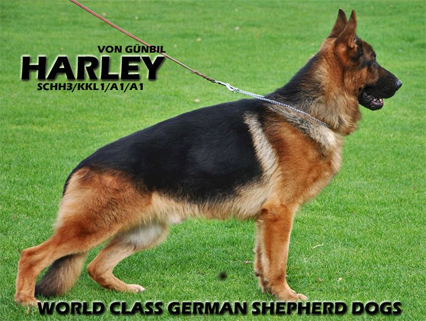 harley von günbil