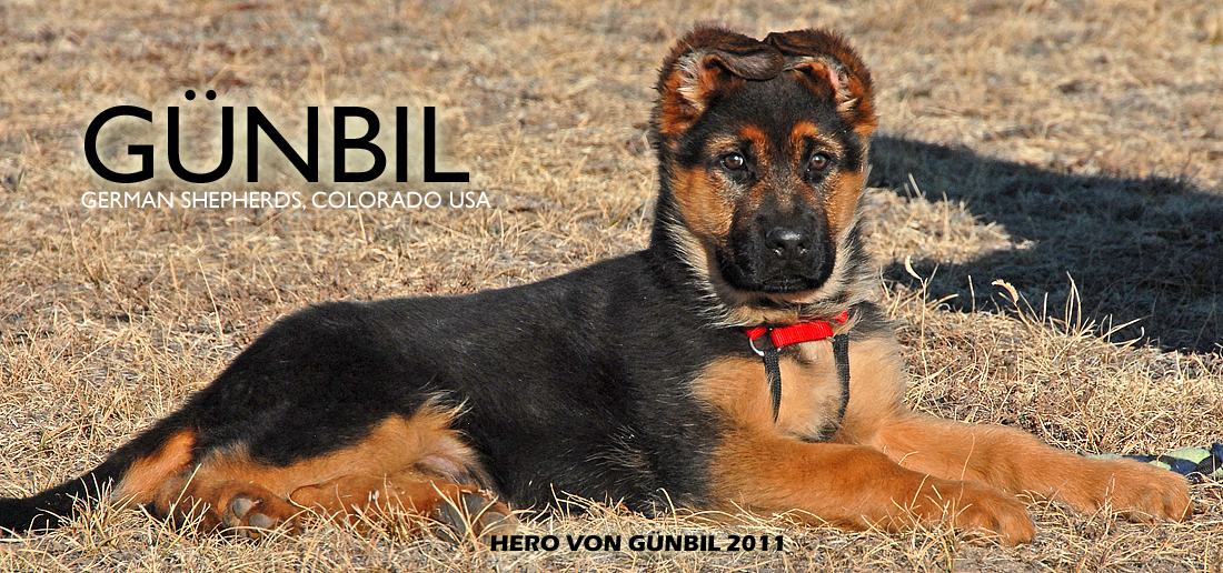 German shepherd breeders in Colorado