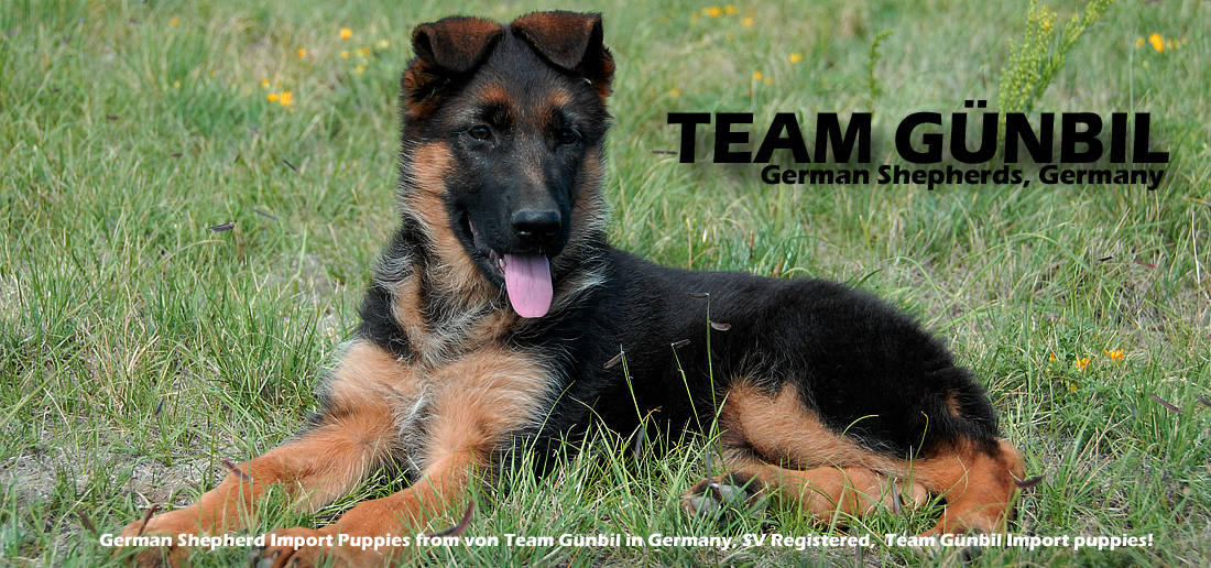 Team G�nbil German Shepherds