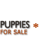 German shepherd puppies in Colorado