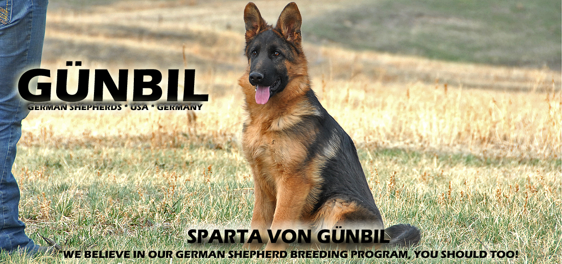 German shepherd Import Puppies